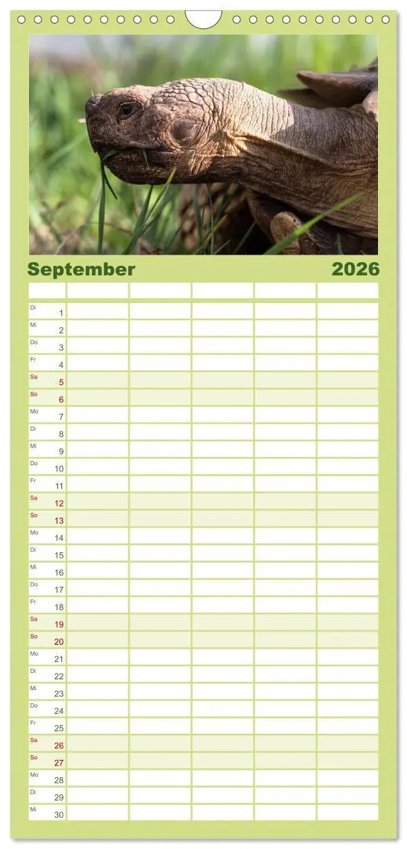 Bild: 9783516521641 | Familienplaner 2026 - Landschildkröten mit 5 Spalten (Wandkalender,...