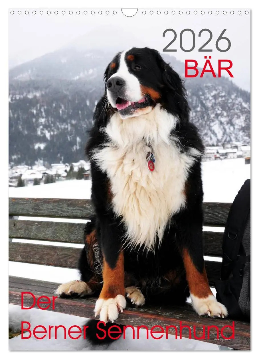 Cover: 9783516441741 | BÄR - Der Berner Sennenhund (Wandkalender 2026 DIN A3 hoch),...
