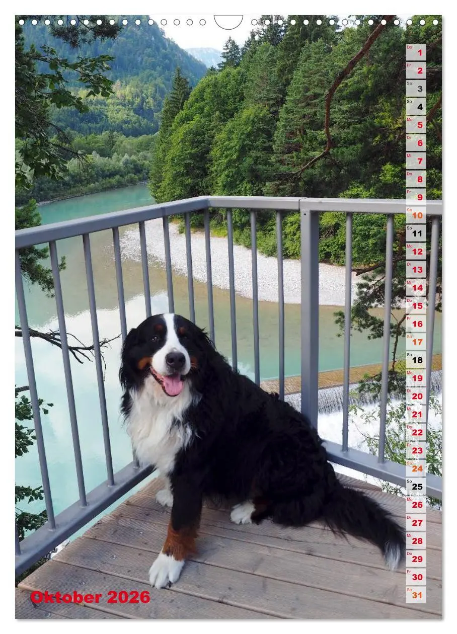 Bild: 9783516441741 | BÄR - Der Berner Sennenhund (Wandkalender 2026 DIN A3 hoch),...