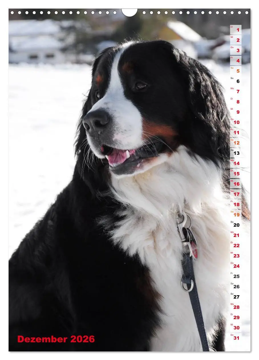 Bild: 9783516441741 | BÄR - Der Berner Sennenhund (Wandkalender 2026 DIN A3 hoch),...