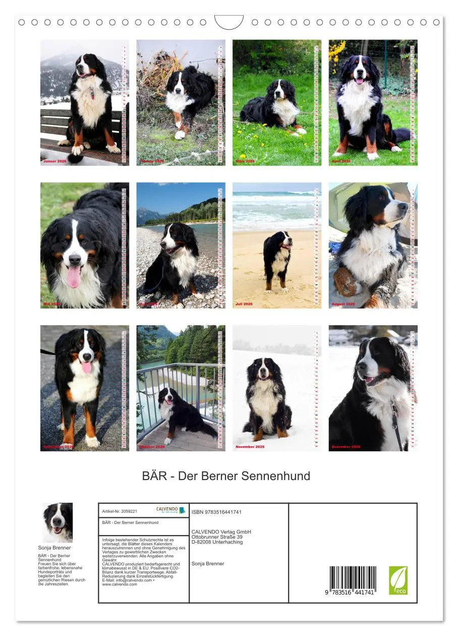 Bild: 9783516441741 | BÄR - Der Berner Sennenhund (Wandkalender 2026 DIN A3 hoch),...