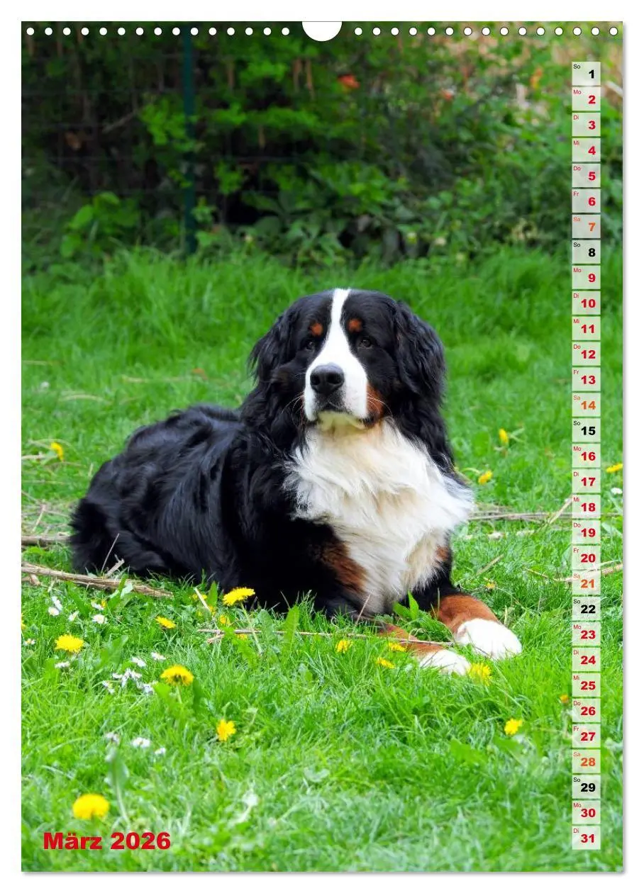 Bild: 9783516441741 | BÄR - Der Berner Sennenhund (Wandkalender 2026 DIN A3 hoch),...