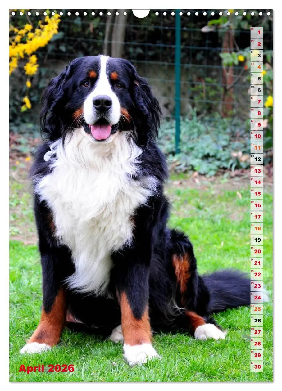 Bild: 9783516441741 | BÄR - Der Berner Sennenhund (Wandkalender 2026 DIN A3 hoch),...