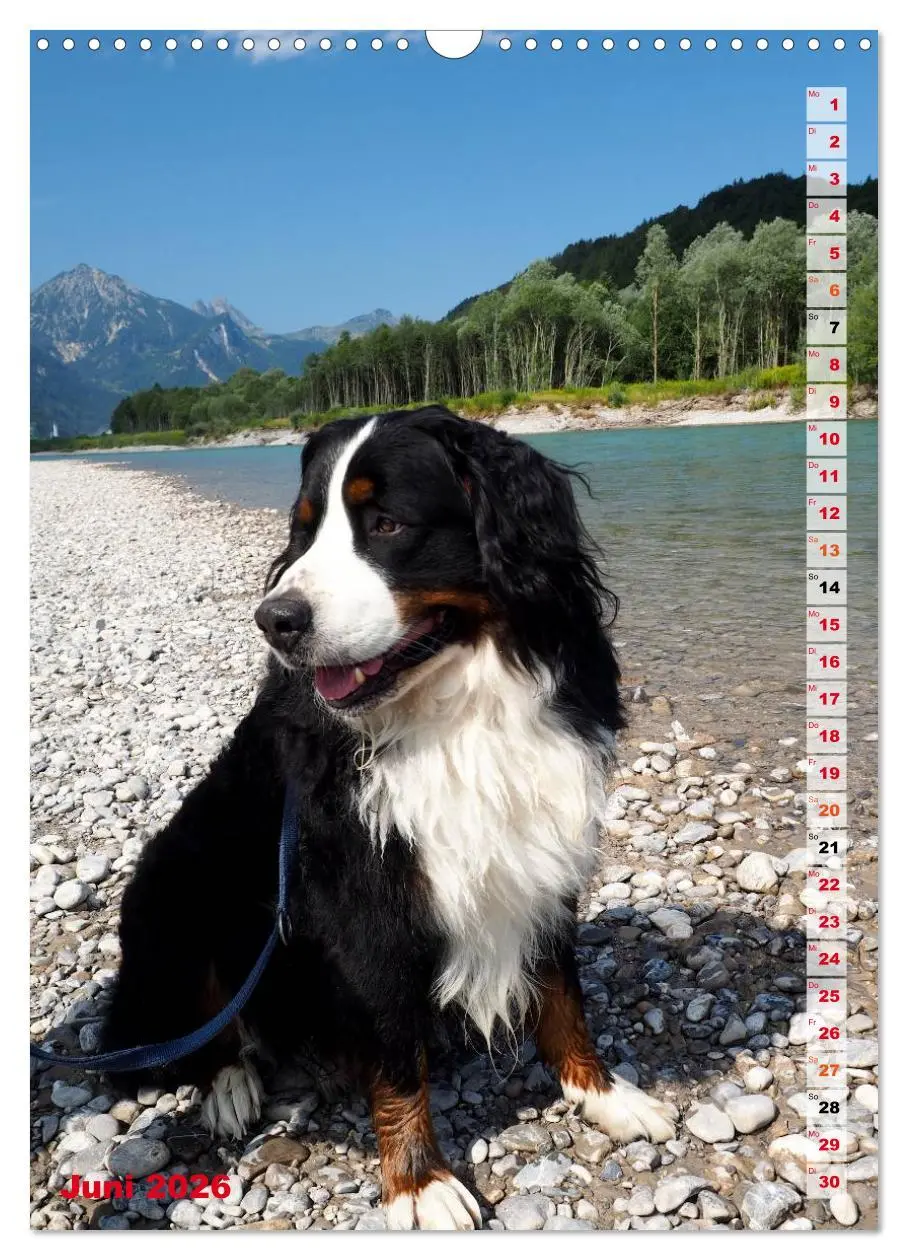 Bild: 9783516441741 | BÄR - Der Berner Sennenhund (Wandkalender 2026 DIN A3 hoch),...