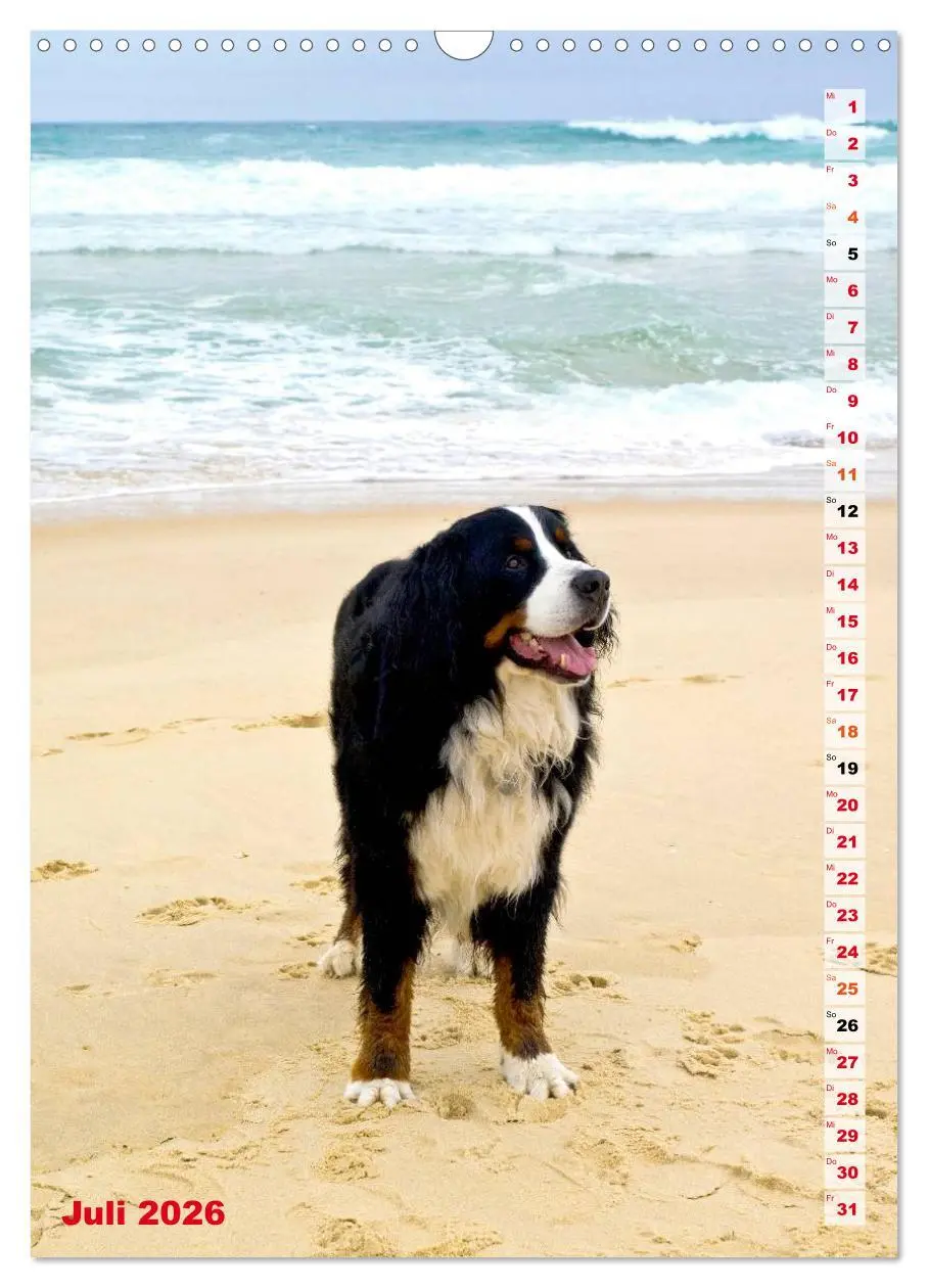 Bild: 9783516441741 | BÄR - Der Berner Sennenhund (Wandkalender 2026 DIN A3 hoch),...