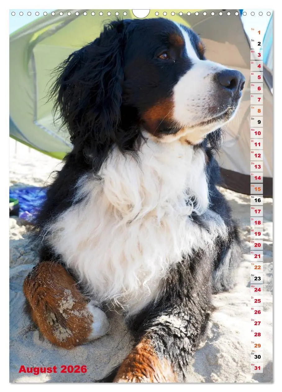 Bild: 9783516441741 | BÄR - Der Berner Sennenhund (Wandkalender 2026 DIN A3 hoch),...