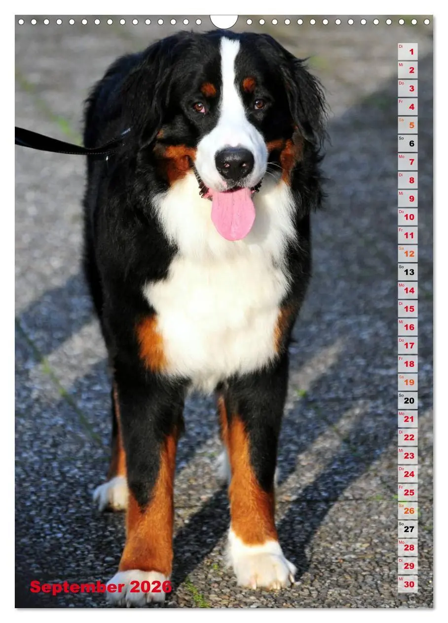 Bild: 9783516441741 | BÄR - Der Berner Sennenhund (Wandkalender 2026 DIN A3 hoch),...