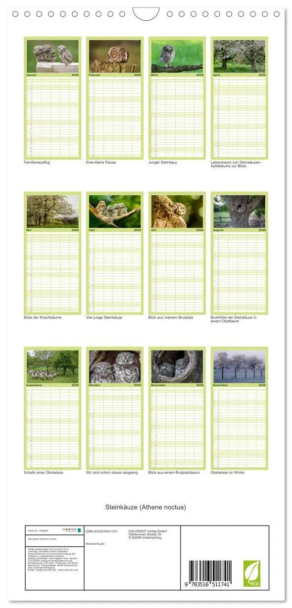 Bild: 9783516511741 | Familienplaner 2026 - Steinkäuze (Athene noctua) mit 5 Spalten...