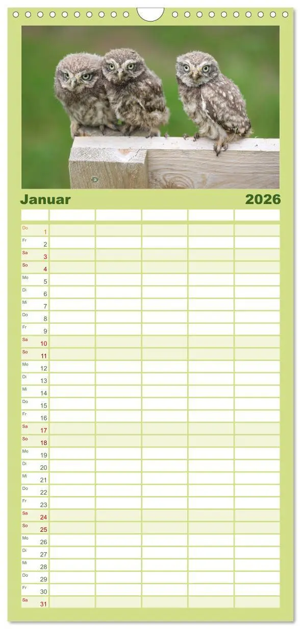 Bild: 9783516511741 | Familienplaner 2026 - Steinkäuze (Athene noctua) mit 5 Spalten...