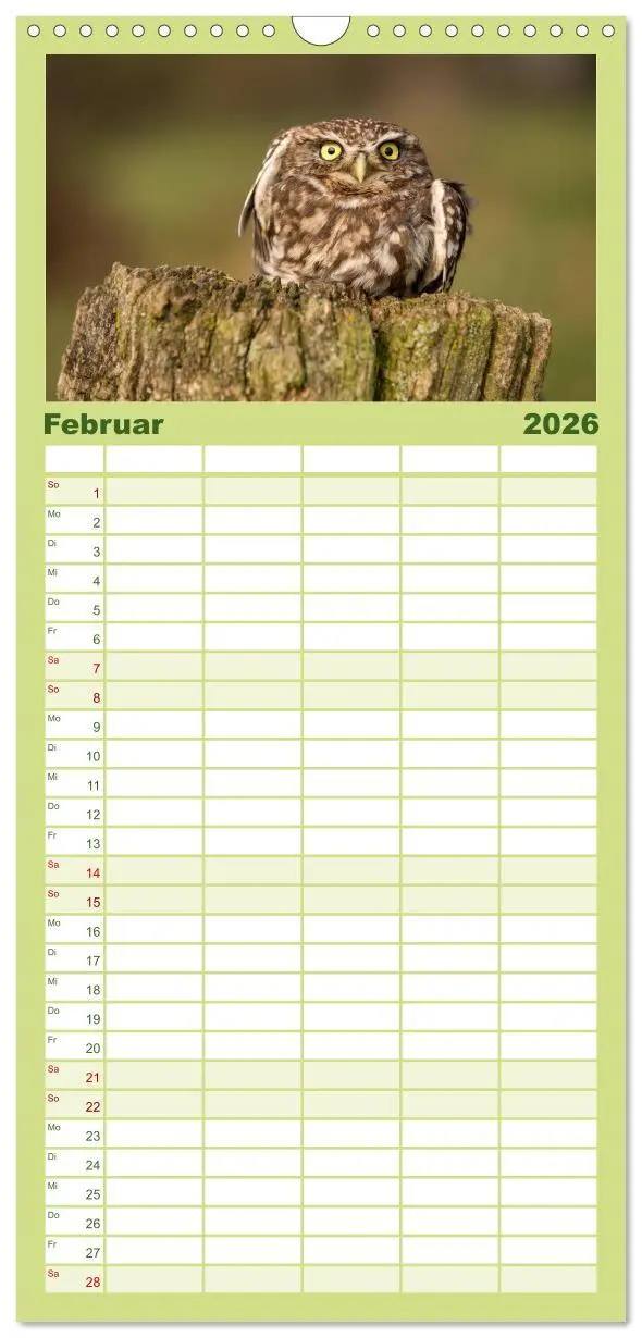 Bild: 9783516511741 | Familienplaner 2026 - Steinkäuze (Athene noctua) mit 5 Spalten...