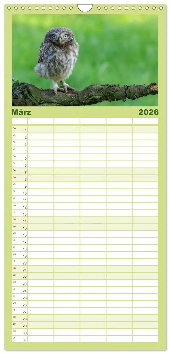 Bild: 9783516511741 | Familienplaner 2026 - Steinkäuze (Athene noctua) mit 5 Spalten...