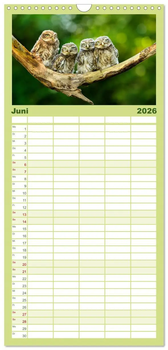 Bild: 9783516511741 | Familienplaner 2026 - Steinkäuze (Athene noctua) mit 5 Spalten...