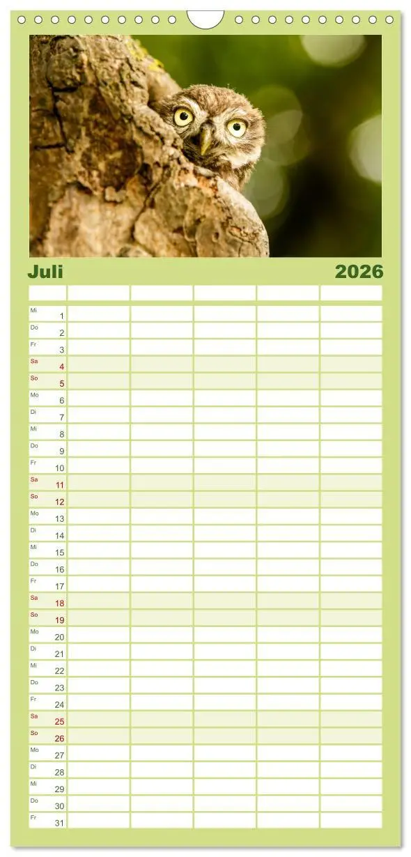 Bild: 9783516511741 | Familienplaner 2026 - Steinkäuze (Athene noctua) mit 5 Spalten...