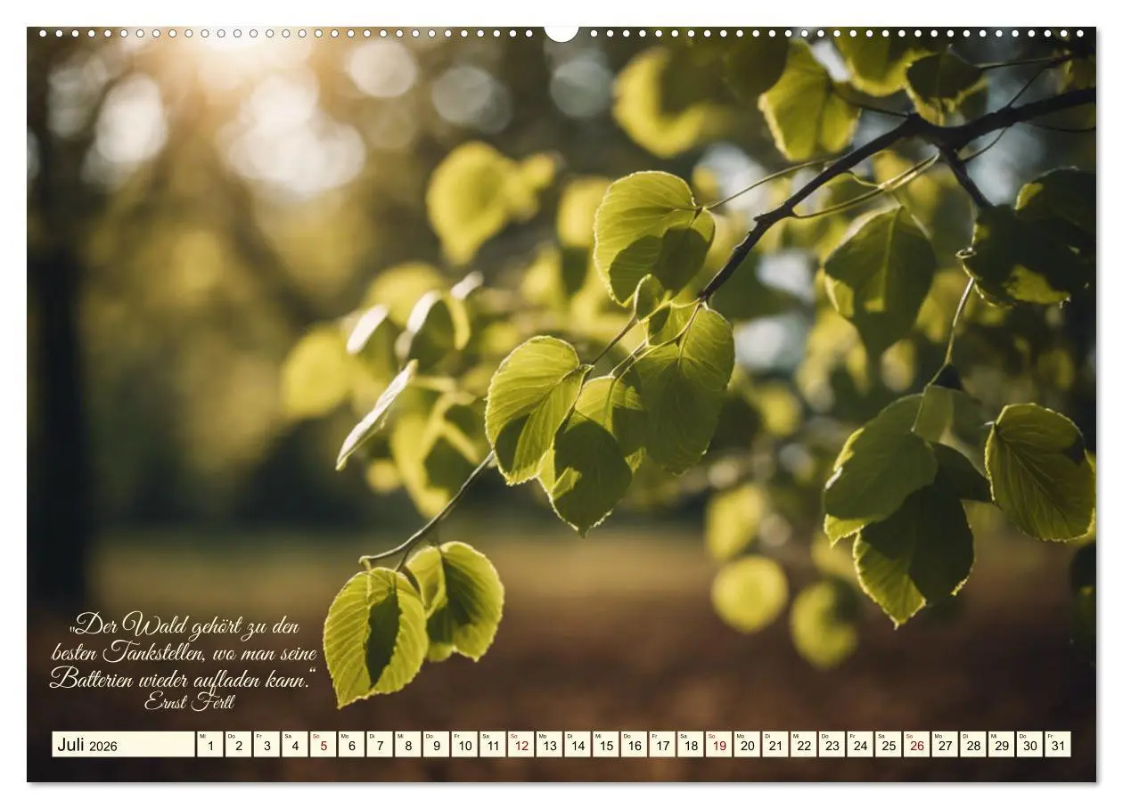 Bild: 9783457411841 | Waldbaden - Shinrin Yoku (Wandkalender 2026 DIN A2 quer), CALVENDO...