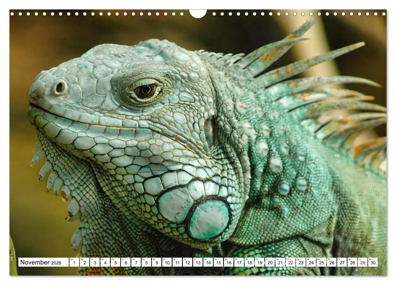Bild: 9783457571941 | In der Welt der unterschiedlichsten Echsen (Wandkalender 2026 DIN...