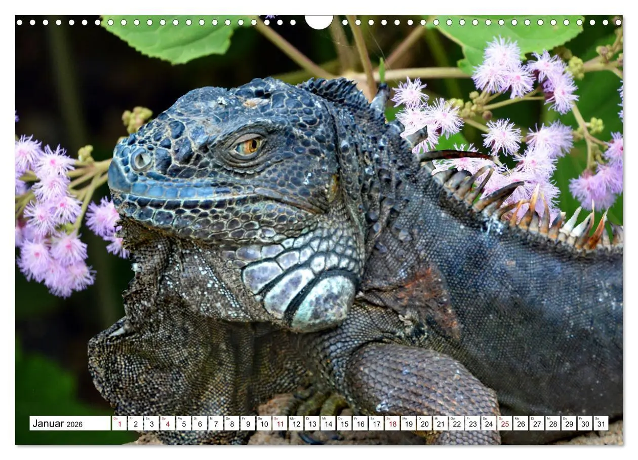 Bild: 9783457571941 | In der Welt der unterschiedlichsten Echsen (Wandkalender 2026 DIN...