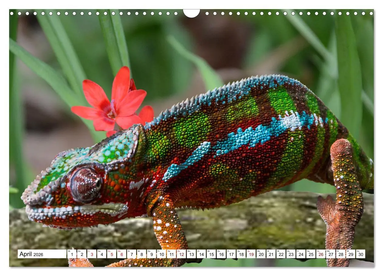 Bild: 9783457571941 | In der Welt der unterschiedlichsten Echsen (Wandkalender 2026 DIN...