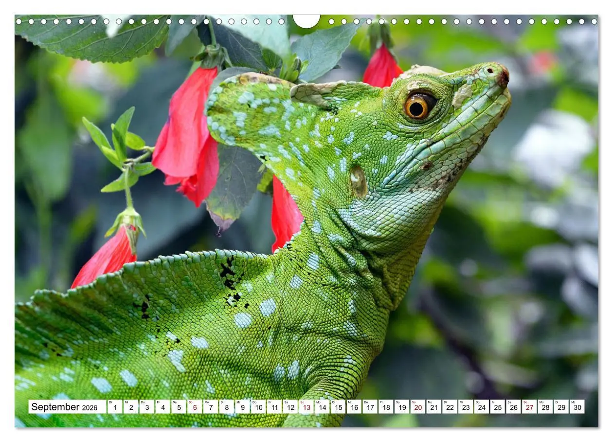 Bild: 9783457571941 | In der Welt der unterschiedlichsten Echsen (Wandkalender 2026 DIN...