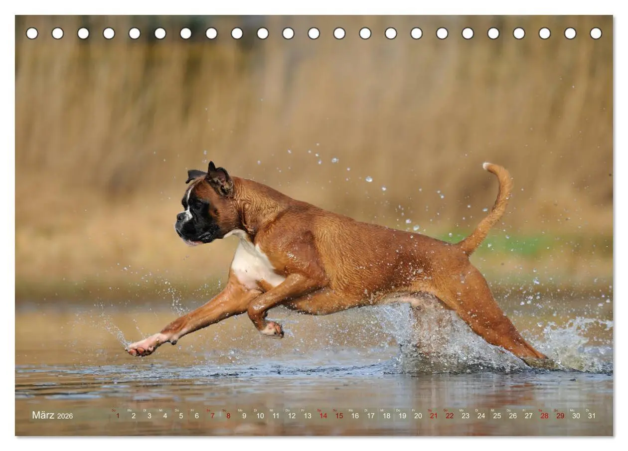 Bild: 9783457881941 | Gut - besser - Boxer (Tischkalender 2026 DIN A5 quer), CALVENDO...
