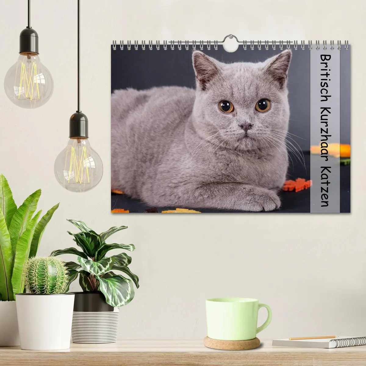 Bild: 9783516172041 | Britisch Kurzhaar Katzen (Wandkalender 2026 DIN A4 quer), CALVENDO...