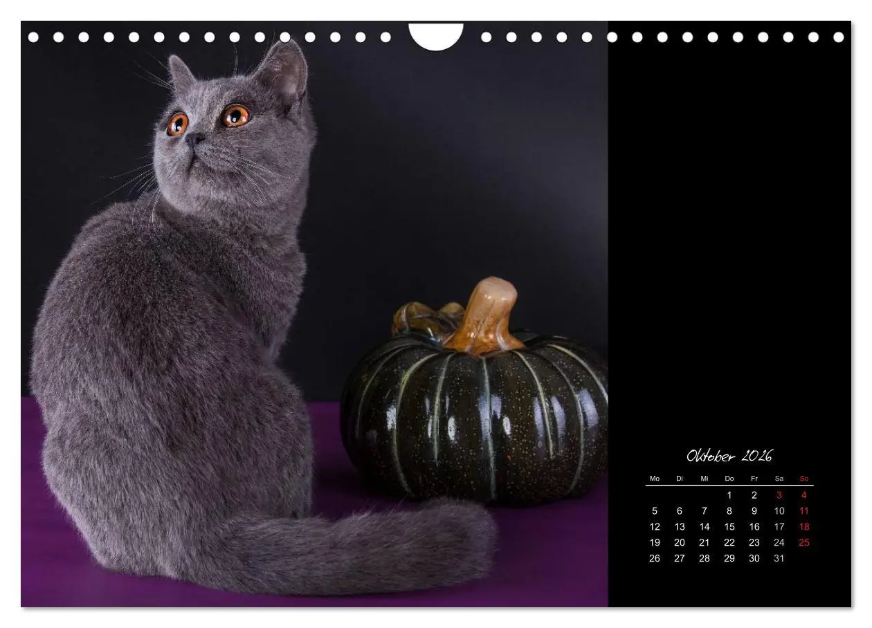 Bild: 9783516172041 | Britisch Kurzhaar Katzen (Wandkalender 2026 DIN A4 quer), CALVENDO...