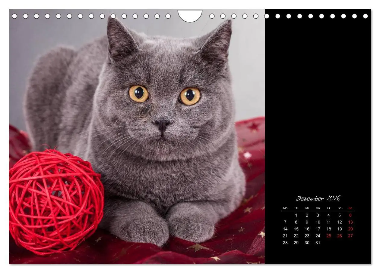 Bild: 9783516172041 | Britisch Kurzhaar Katzen (Wandkalender 2026 DIN A4 quer), CALVENDO...