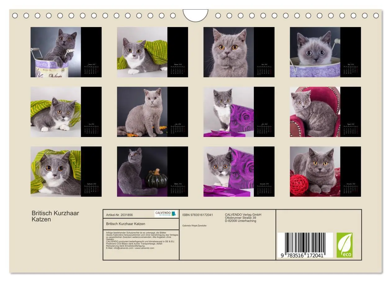 Bild: 9783516172041 | Britisch Kurzhaar Katzen (Wandkalender 2026 DIN A4 quer), CALVENDO...
