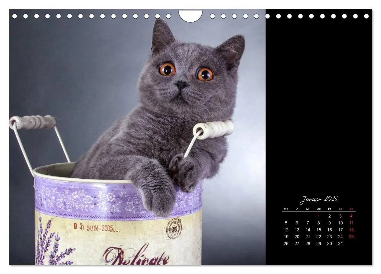 Bild: 9783516172041 | Britisch Kurzhaar Katzen (Wandkalender 2026 DIN A4 quer), CALVENDO...