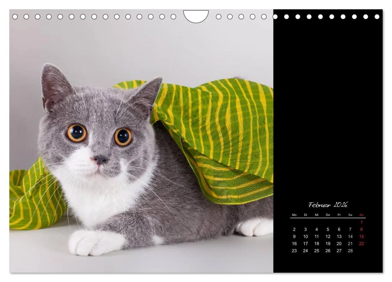 Bild: 9783516172041 | Britisch Kurzhaar Katzen (Wandkalender 2026 DIN A4 quer), CALVENDO...