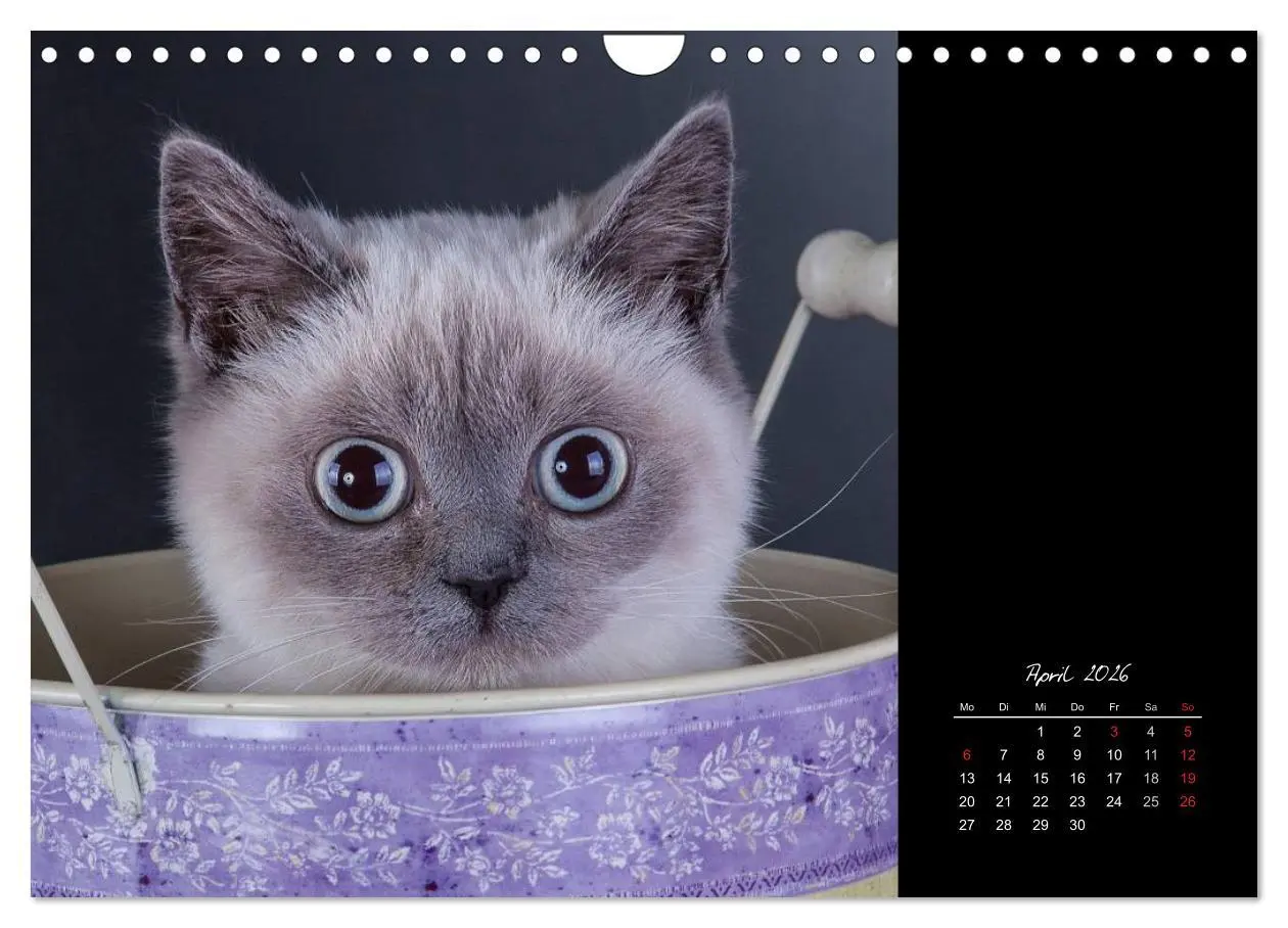 Bild: 9783516172041 | Britisch Kurzhaar Katzen (Wandkalender 2026 DIN A4 quer), CALVENDO...