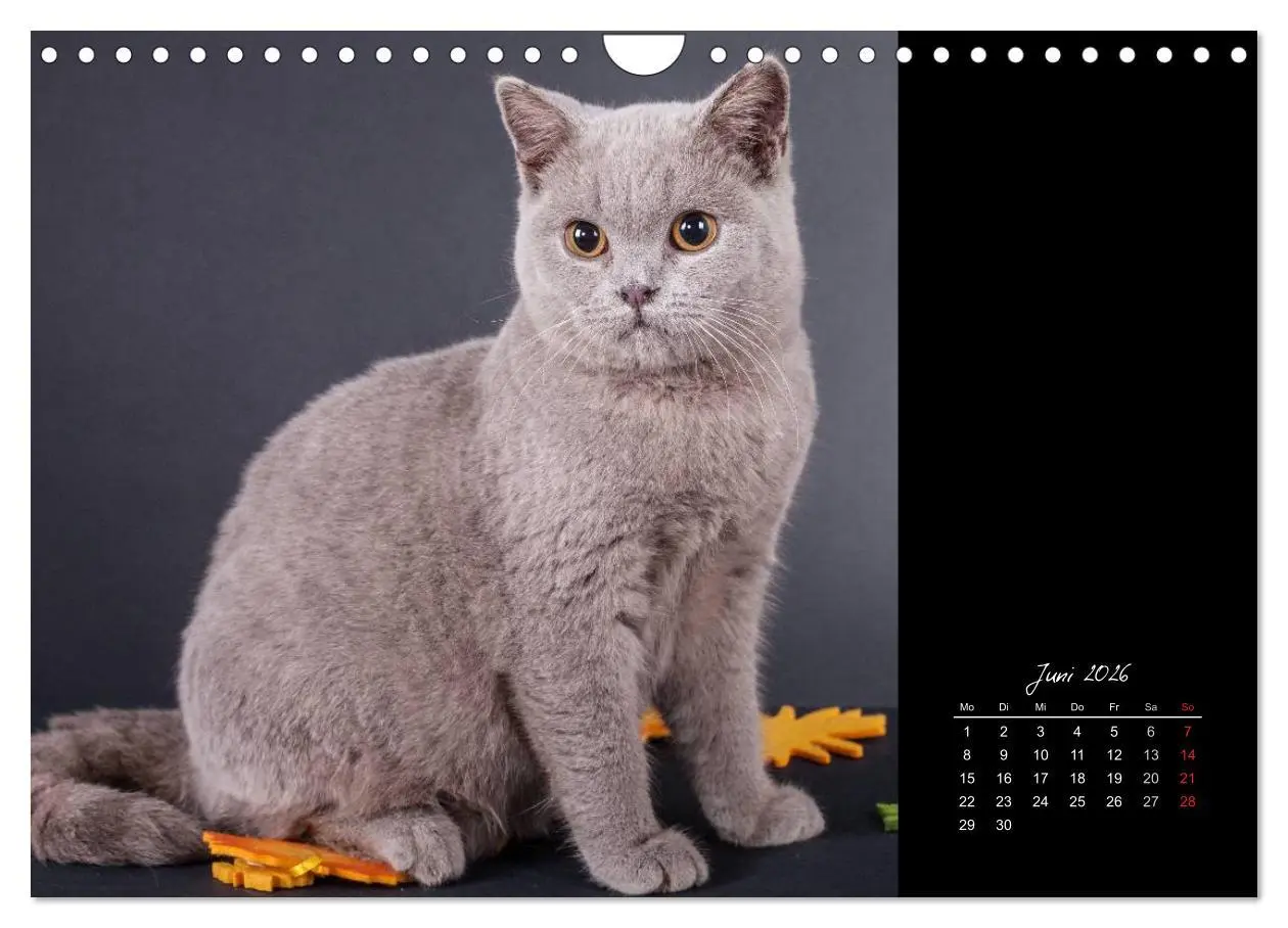 Bild: 9783516172041 | Britisch Kurzhaar Katzen (Wandkalender 2026 DIN A4 quer), CALVENDO...