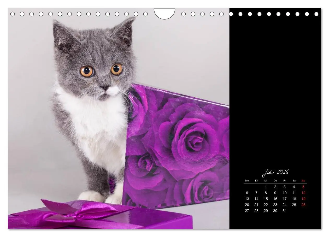 Bild: 9783516172041 | Britisch Kurzhaar Katzen (Wandkalender 2026 DIN A4 quer), CALVENDO...