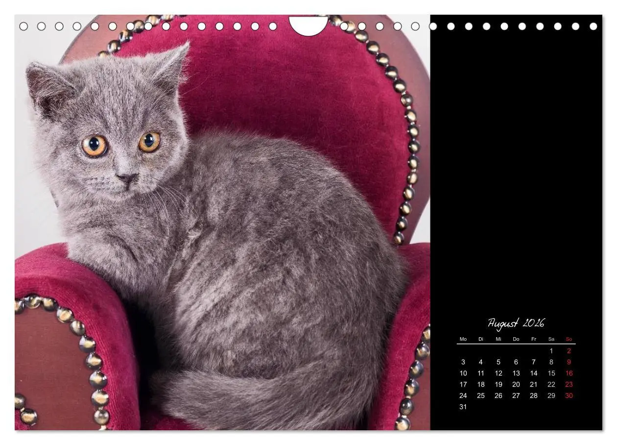 Bild: 9783516172041 | Britisch Kurzhaar Katzen (Wandkalender 2026 DIN A4 quer), CALVENDO...