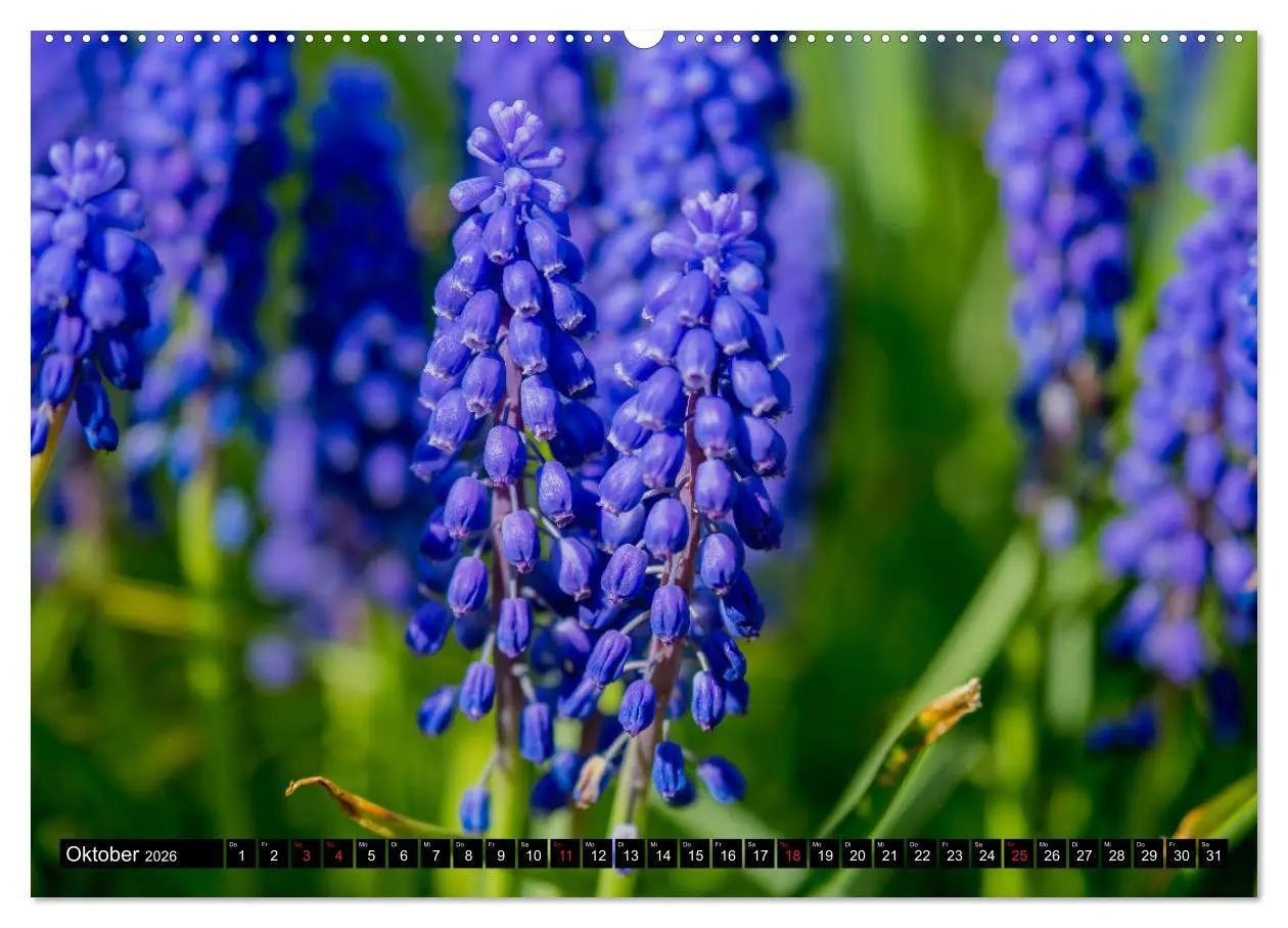 Bild: 9783457692141 | Kleine Blumen ganz groß (hochwertiger Premium Wandkalender 2026 DIN...