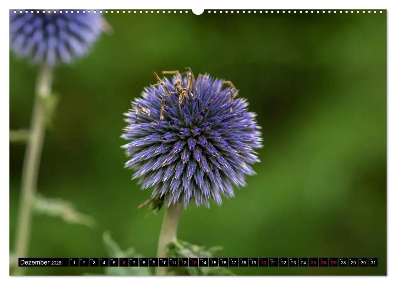 Bild: 9783457692141 | Kleine Blumen ganz groß (hochwertiger Premium Wandkalender 2026 DIN...