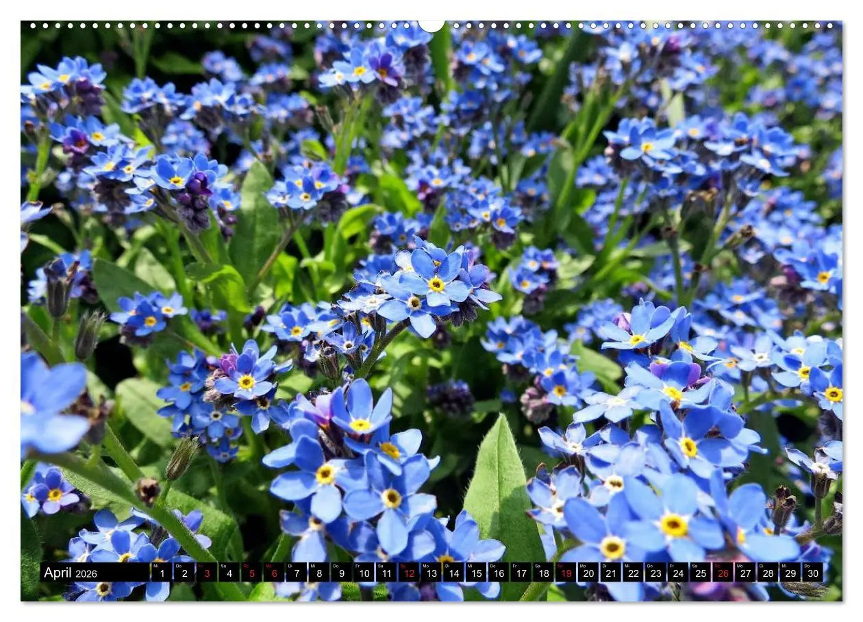 Bild: 9783457692141 | Kleine Blumen ganz groß (hochwertiger Premium Wandkalender 2026 DIN...