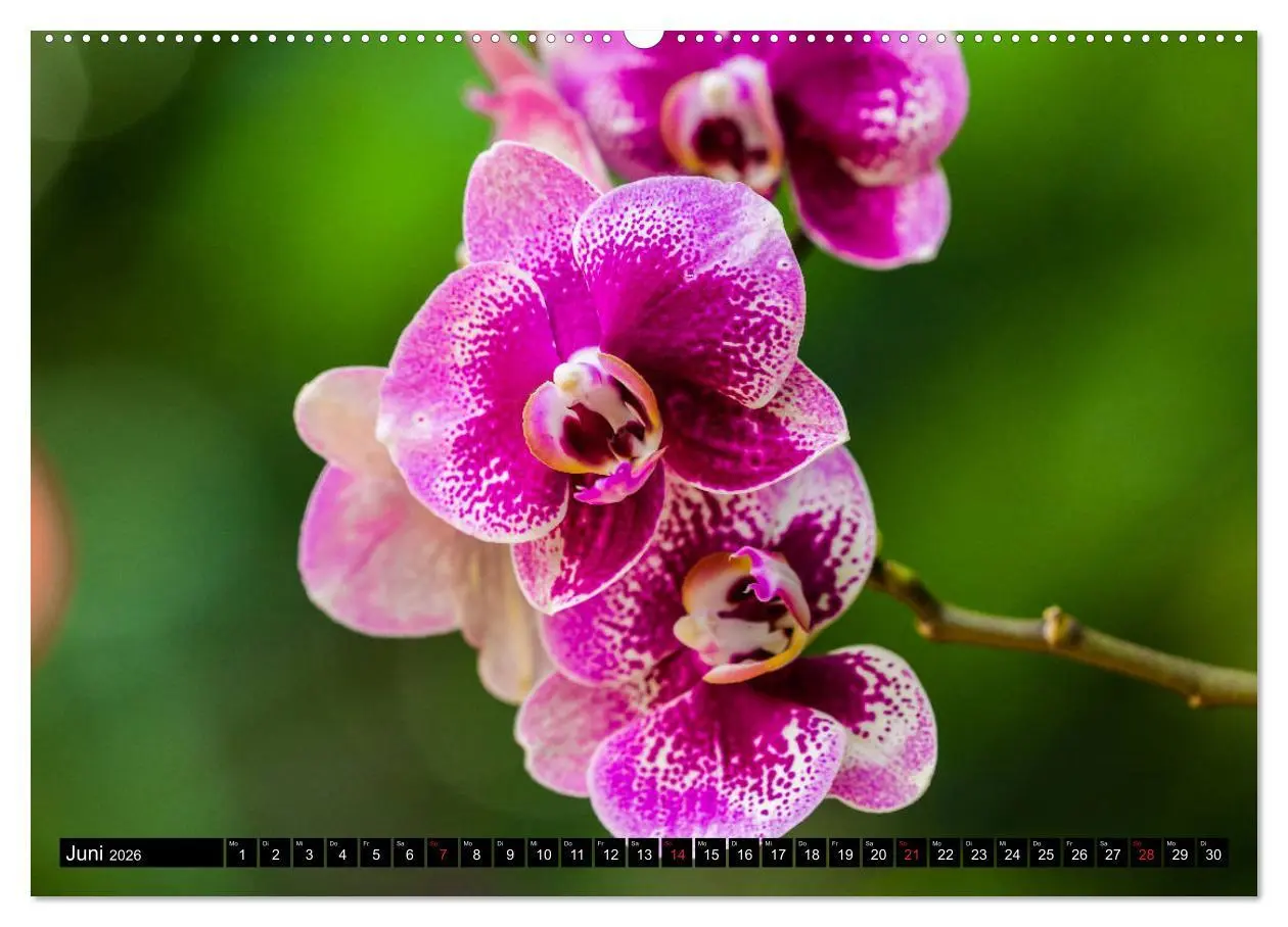 Bild: 9783457692141 | Kleine Blumen ganz groß (hochwertiger Premium Wandkalender 2026 DIN...