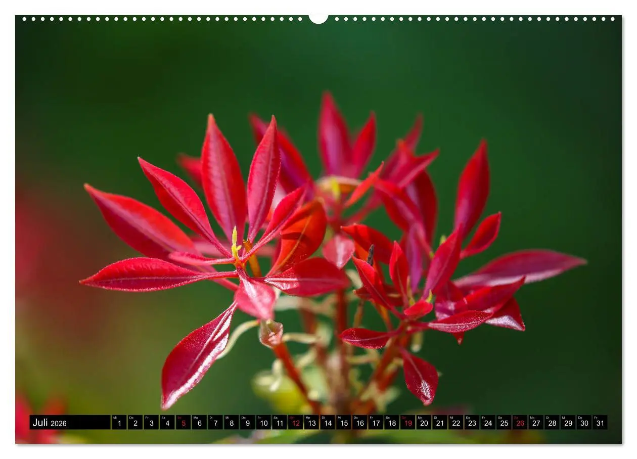 Bild: 9783457692141 | Kleine Blumen ganz groß (hochwertiger Premium Wandkalender 2026 DIN...