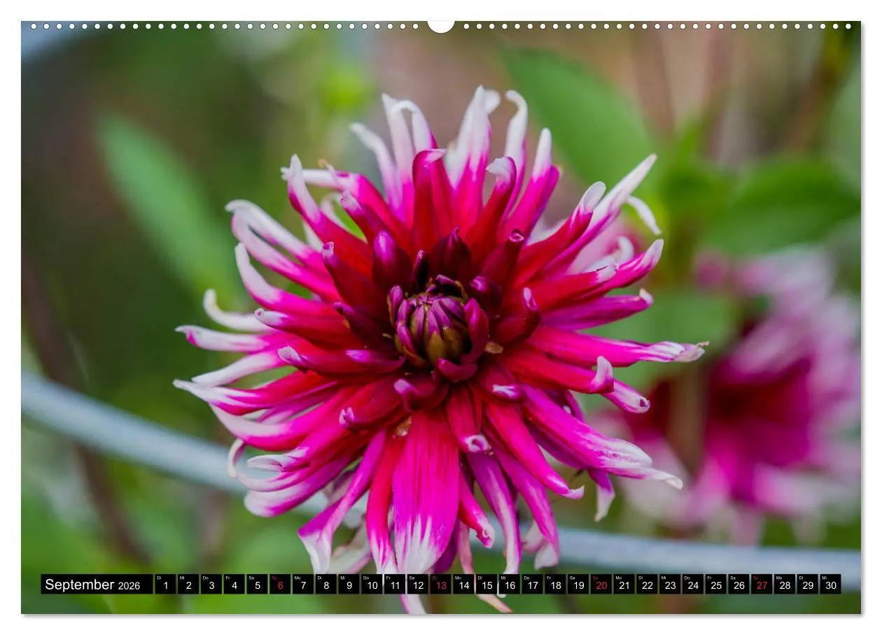 Bild: 9783457692141 | Kleine Blumen ganz groß (hochwertiger Premium Wandkalender 2026 DIN...