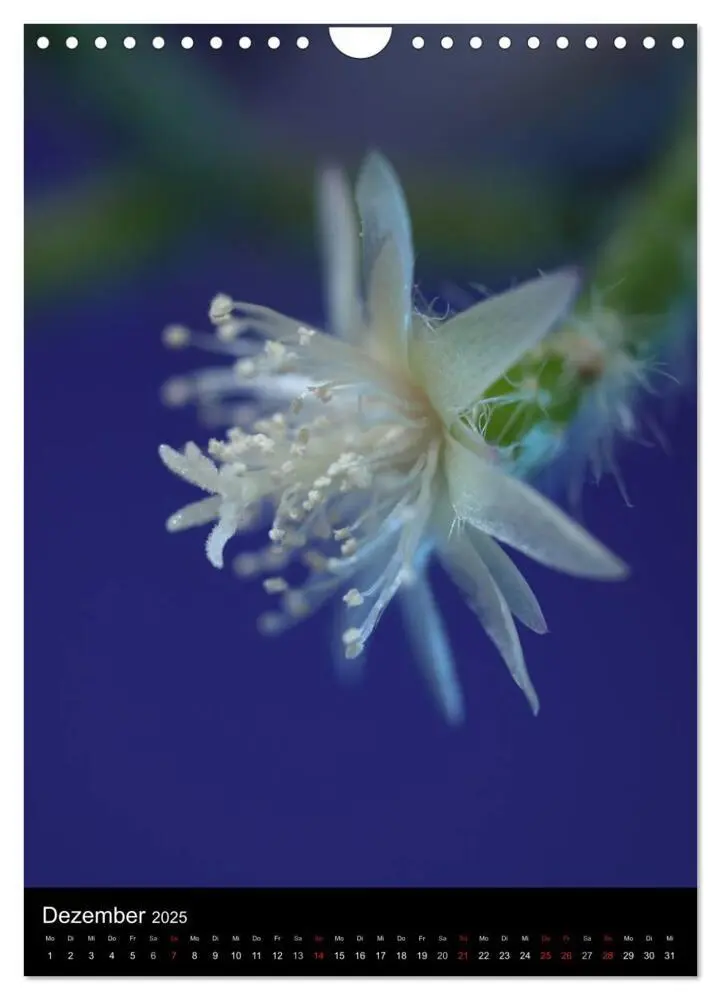 Bild: 9783457052341 | Kunst in der Natur (Wandkalender 2025 DIN A4 hoch), CALVENDO...