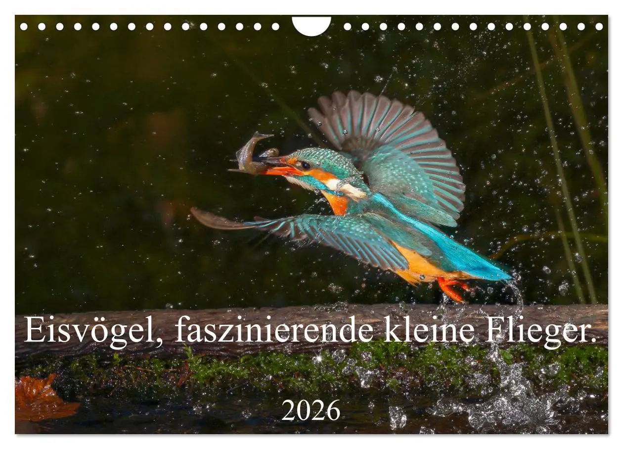 Cover: 9783457742341 | Eisvögel, faszinierende kleine Flieger. (Wandkalender 2026 DIN A4...