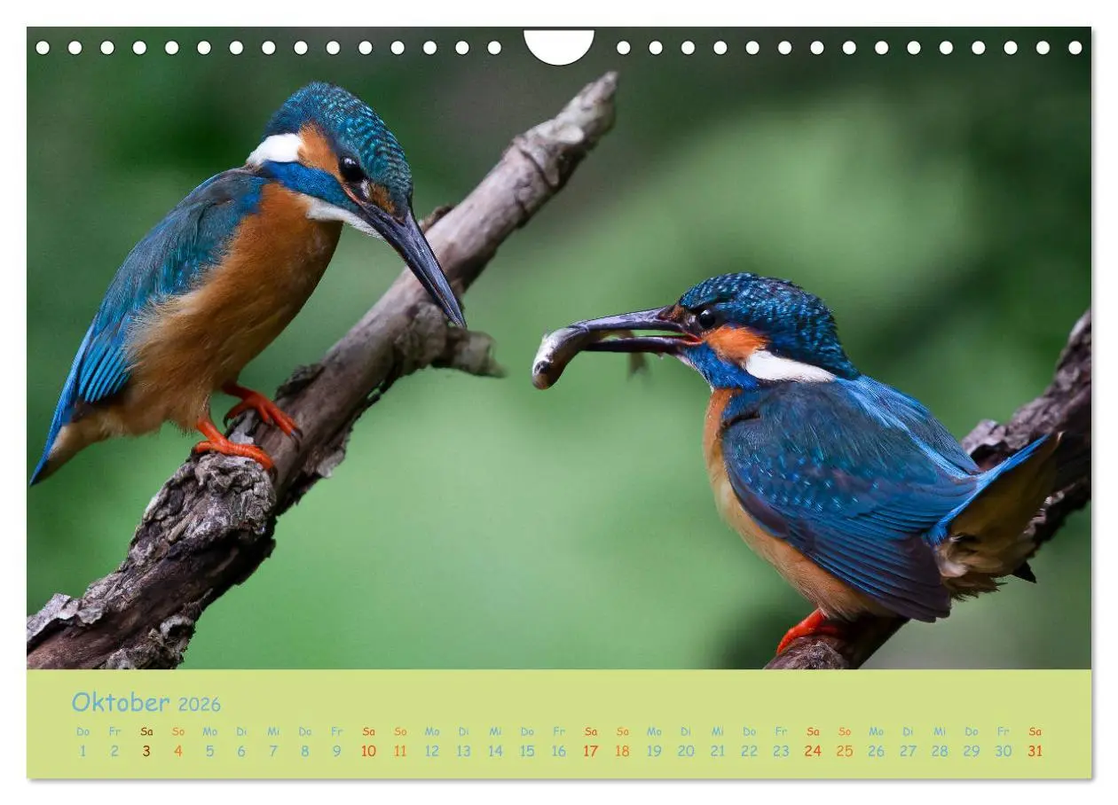 Bild: 9783457742341 | Eisvögel, faszinierende kleine Flieger. (Wandkalender 2026 DIN A4...