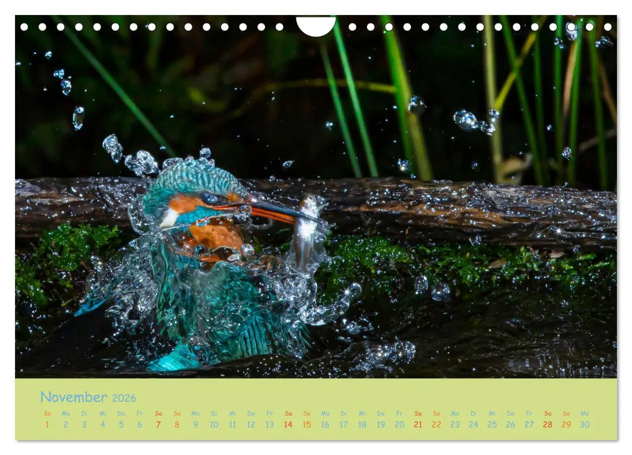 Bild: 9783457742341 | Eisvögel, faszinierende kleine Flieger. (Wandkalender 2026 DIN A4...