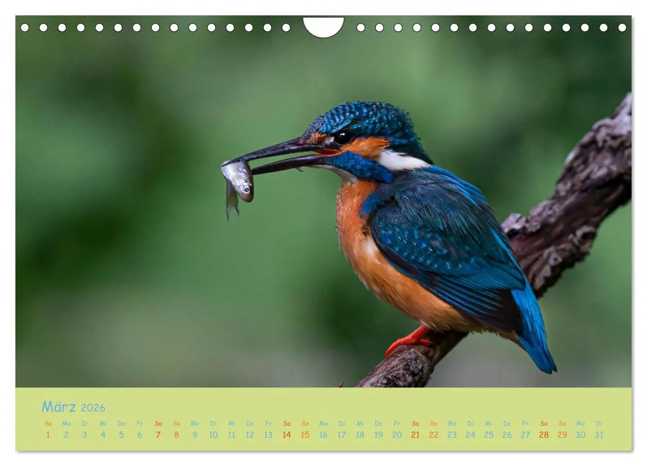 Bild: 9783457742341 | Eisvögel, faszinierende kleine Flieger. (Wandkalender 2026 DIN A4...