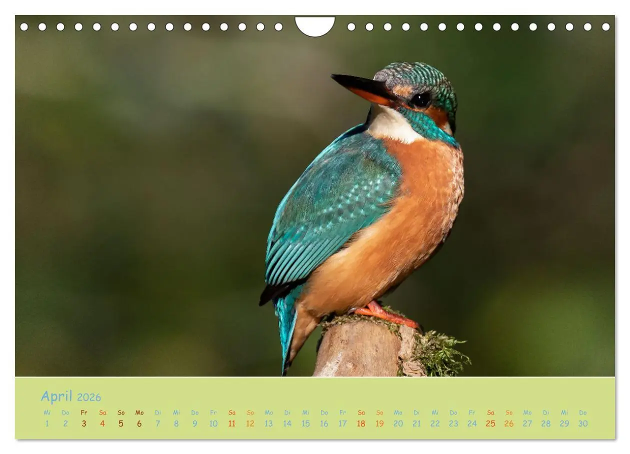 Bild: 9783457742341 | Eisvögel, faszinierende kleine Flieger. (Wandkalender 2026 DIN A4...