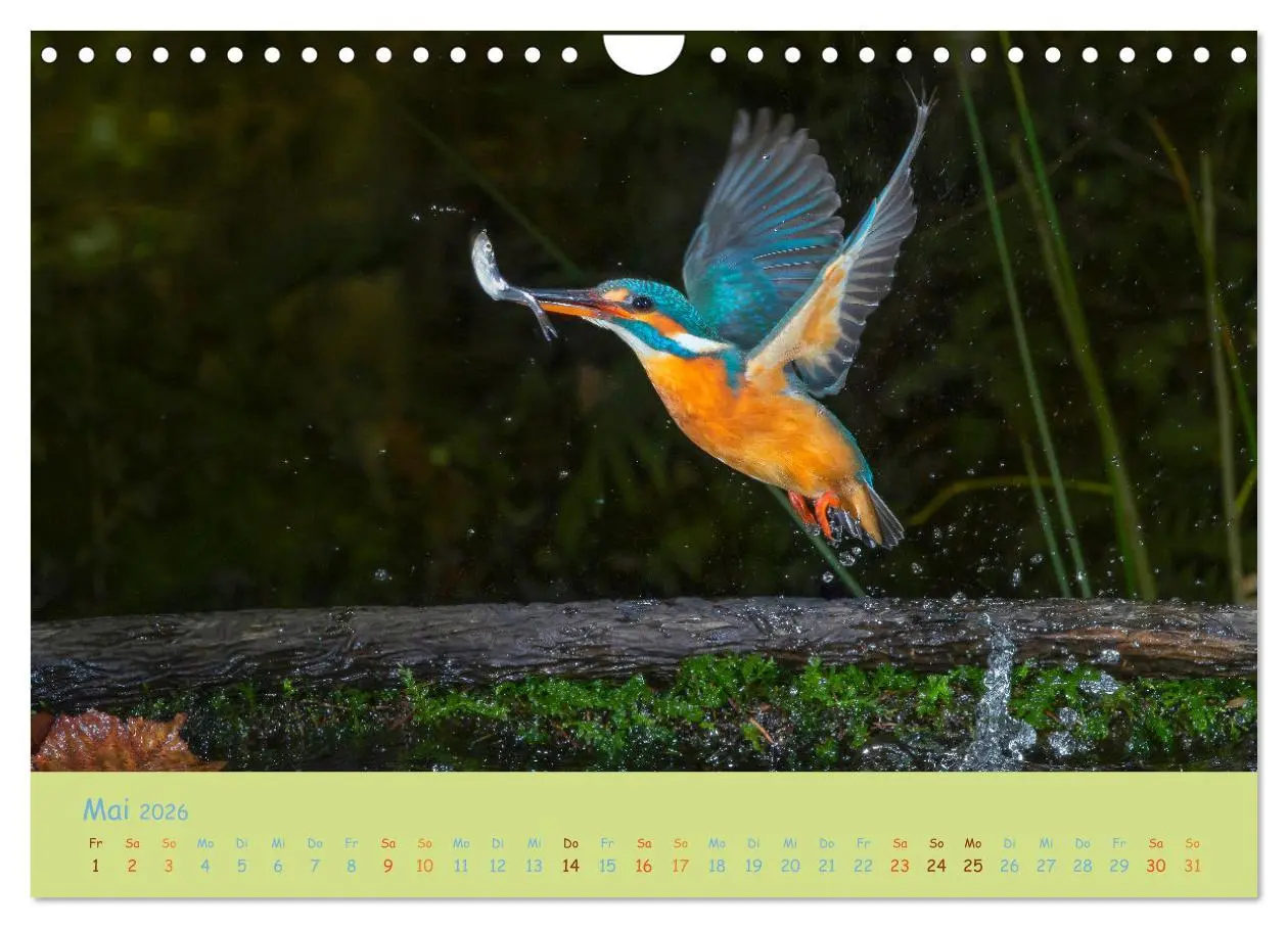 Bild: 9783457742341 | Eisvögel, faszinierende kleine Flieger. (Wandkalender 2026 DIN A4...