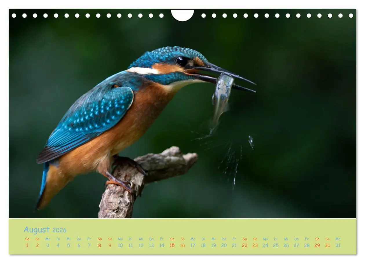 Bild: 9783457742341 | Eisvögel, faszinierende kleine Flieger. (Wandkalender 2026 DIN A4...