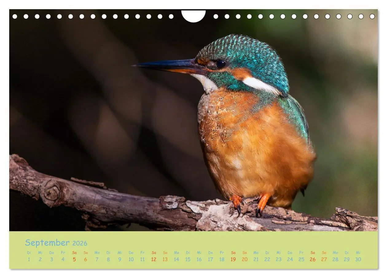 Bild: 9783457742341 | Eisvögel, faszinierende kleine Flieger. (Wandkalender 2026 DIN A4...