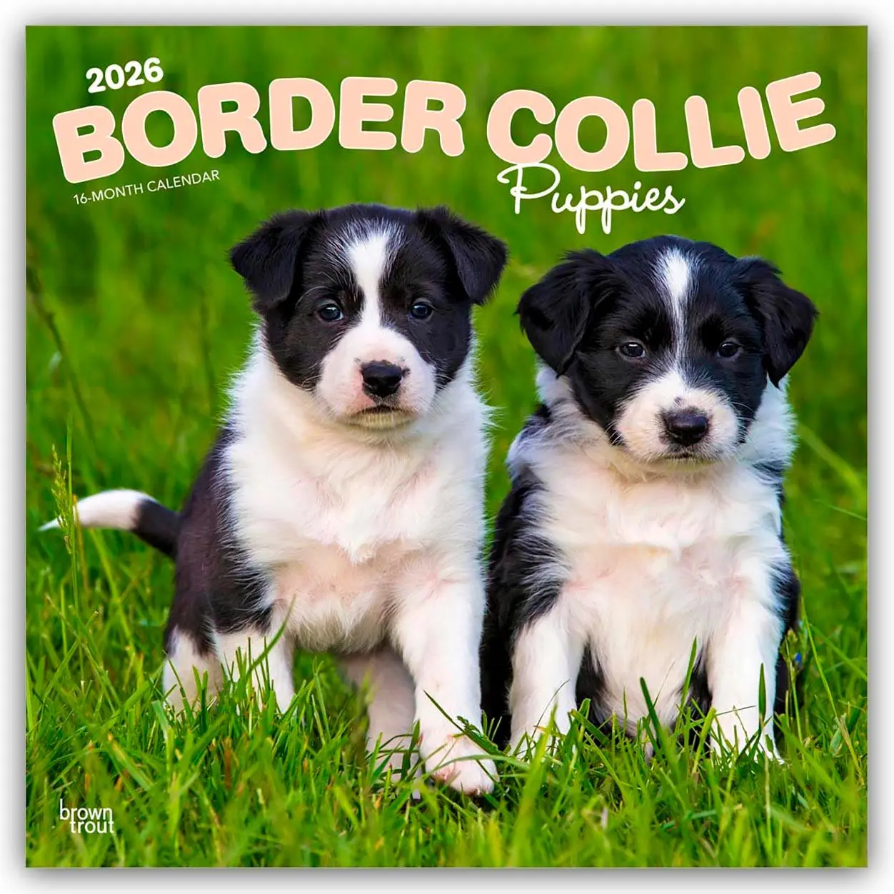 Cover: 9798330702541 | Border Collie Puppies - Border Collie Welpen 2026 - 16-Monatskalender
