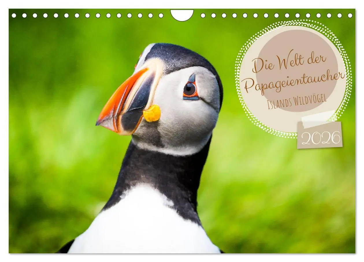 Cover: 9783457562741 | Die Welt der Papageientaucher - Islands Wildvögel (Wandkalender...